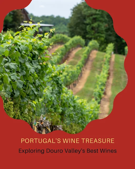 Portugal's Wine Treasure: Exploring Douro Valley's Best Wines