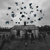 Under Starling's "Bird Watching" captures the soul of Ireland's coastline