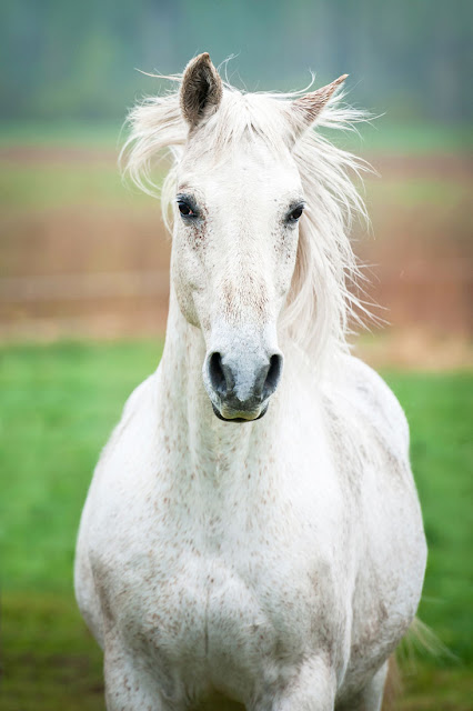 A beautiful white horse in a field, looking at the camera