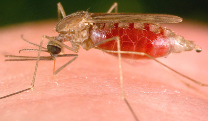 Gejala Penyakit Malaria