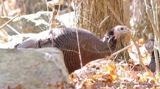 Wild Turkeys