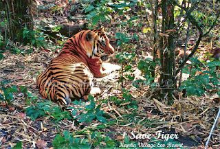 Kanha is best forest to spot tigers