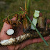 How to Eat a Bulrush