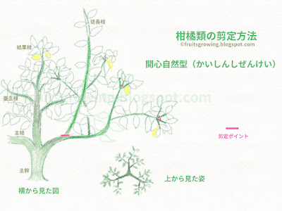 70以上 柚子 ゆず の 木 剪定 図 266685