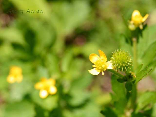 Ranunculus silerifolius