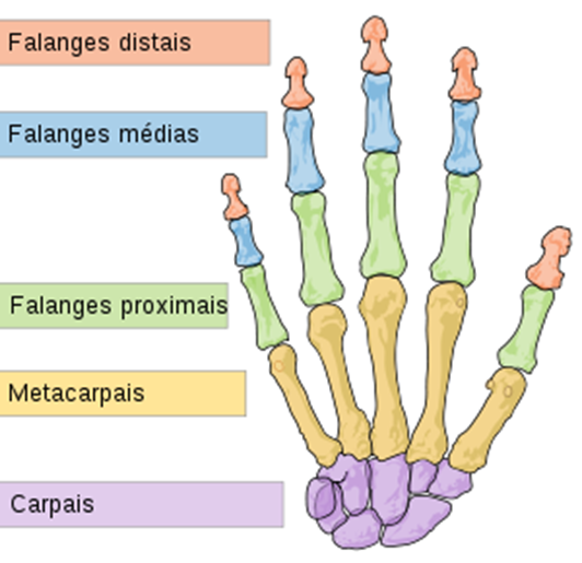 300px-Scheme_human_hand_bones-pt.svg