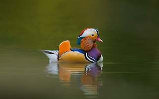 duck images