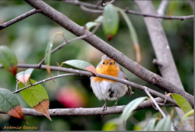 3 DSC_1335a