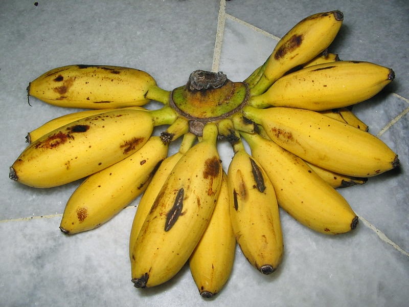 Jangan Susah Hati Tahukah Anda Khasiat pisang  untuk 