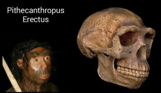 Manusia Purba Pithecanthropus Erectus Pengertian Gambar 