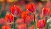 How to Grow Vibrant Tulips in Your Garden