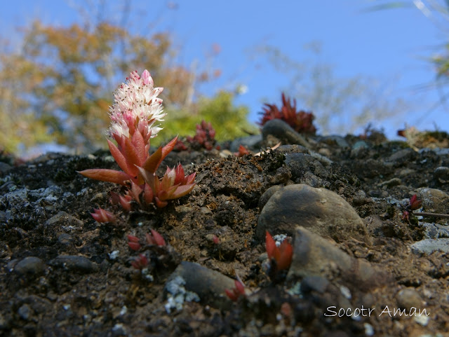 Orostachys japonica