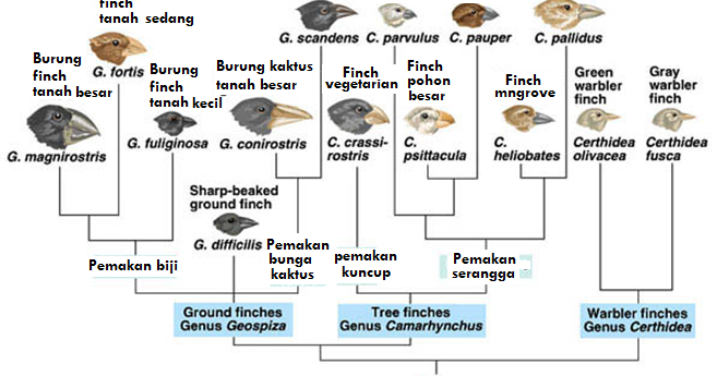 Catatan prestasi Guru Biologi: Petunjuk Evolusi