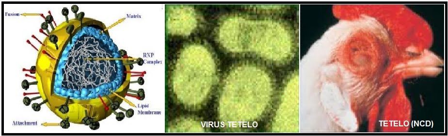 BIOLOGI GONZAGA TETELO AYAM 