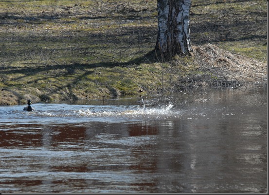 västärakki perhoset  sorsat 078