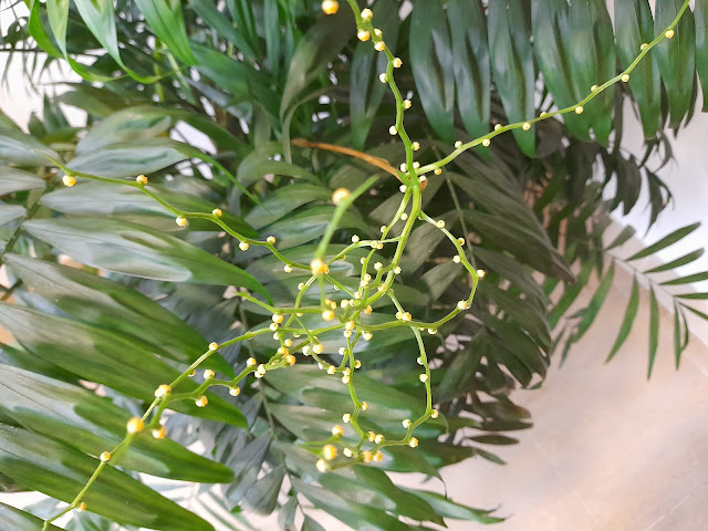 Chamadorea o palmera de salón (Chamaedorea elegans Mart. (sin. Collinia elegans (Mart.) Oerst.)).