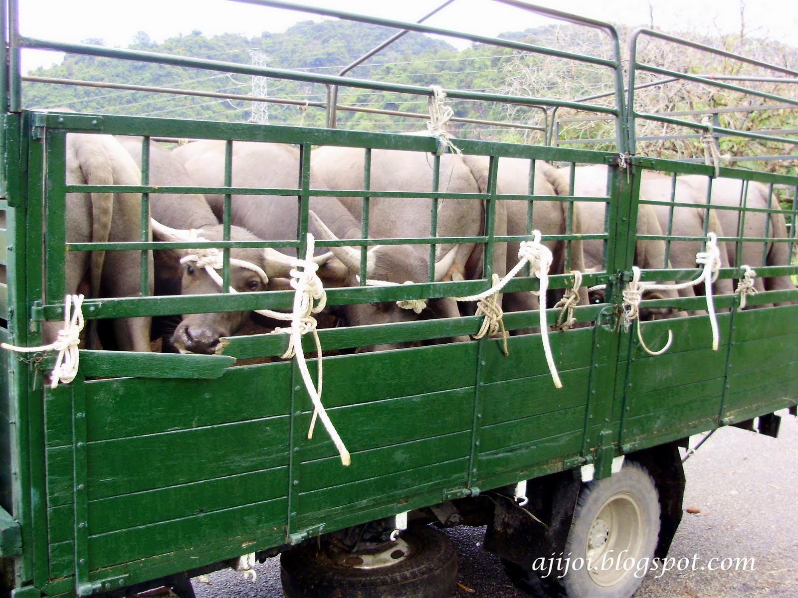 bulls tied on lorry