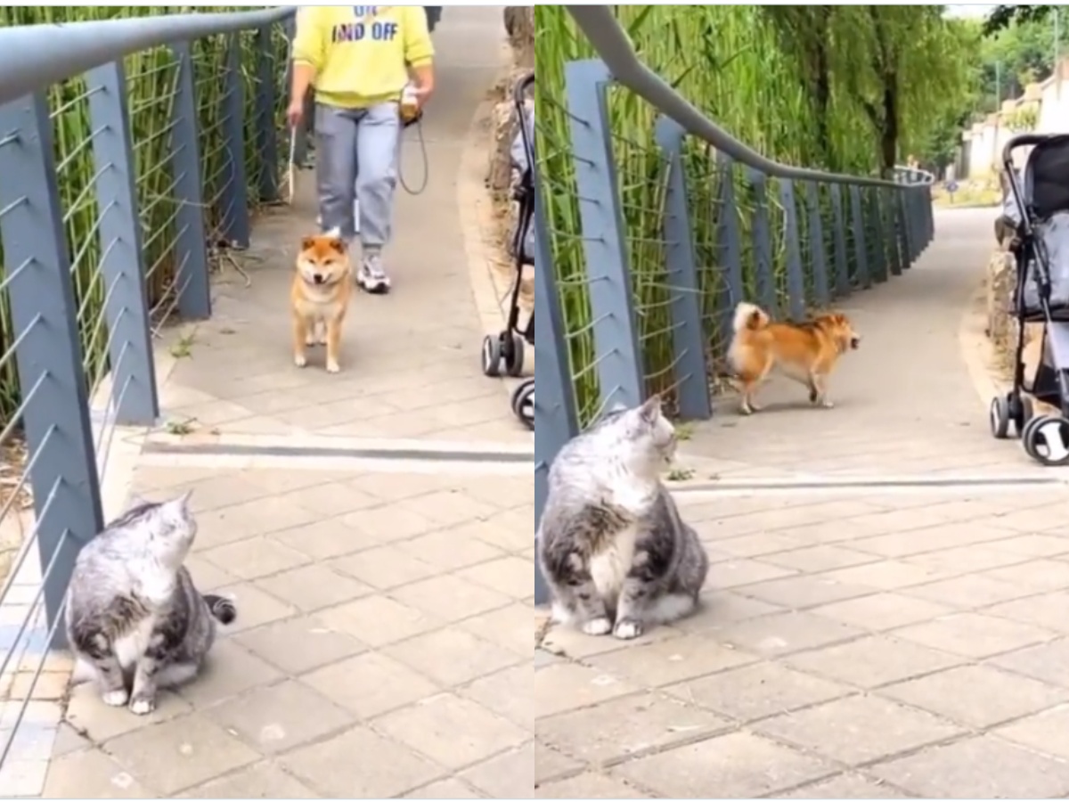 A dog being fearful of a cat