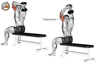 5 Best Dumbbell Triceps Exercises for Mass & Strength