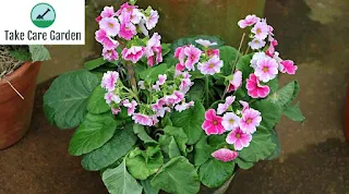 Primula obconica: A Beautiful but Poisonous Houseplant