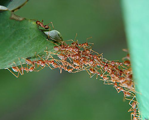 بناء الجسور عند النمل: مثال رائع للتضحية والتعاون