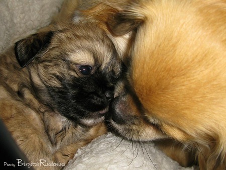 valpar_daisy_20090807