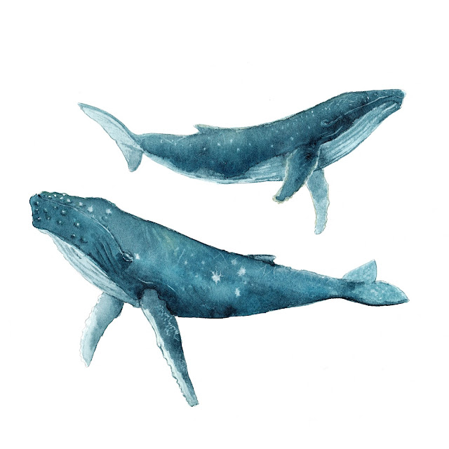 Ballenas