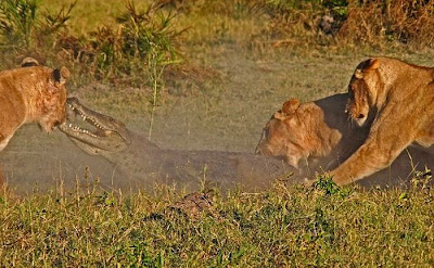 Three Lionesses vs Crocodile Seen On www.coolpicturegallery.us