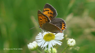 Lycaena phlaeas DSC174144