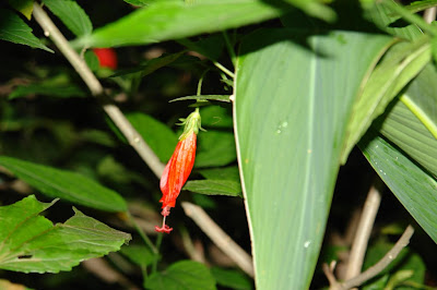 Beautiful small red flower