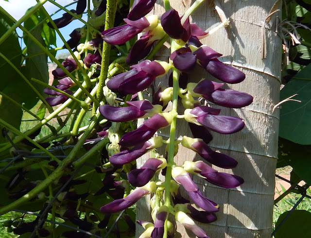 flor de mucuna-preta (Stizolobium aterrimum) na cerca