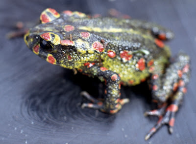 extinct Golden toad