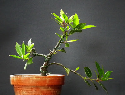  small Bay Laurel bonsai (Laurus Nobilis)