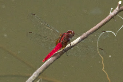 Rhodothemis rufa 