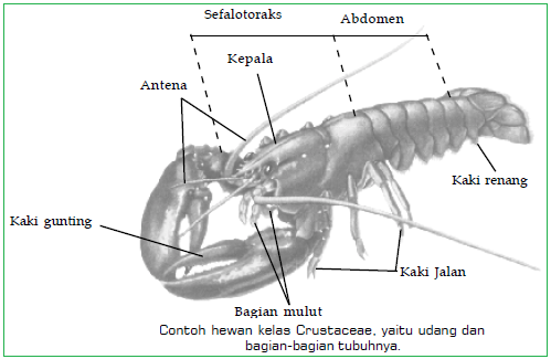 4 Klasifikasi Arthropoda  dan Contohnya Arachnida 