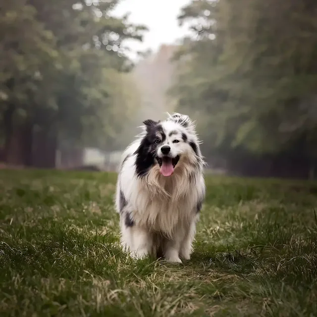 Why Does My Dog Bark So Much