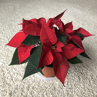 ドイツのクリスマスの花