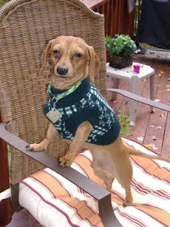 Sweater Dog