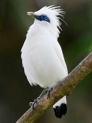 Mari Ikut Melestarikan Jalak Bali, Burung Cantik Yang Nyaris Punah