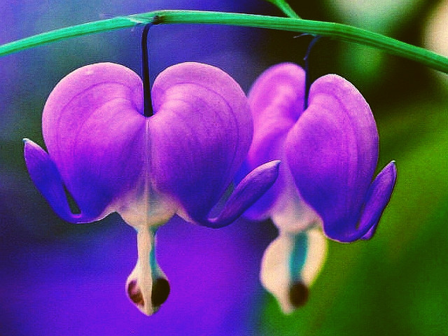 Purple Bleeding Heart Flower
