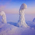 Amazing Frozen Trees in The Arctic Look Like An Alien World