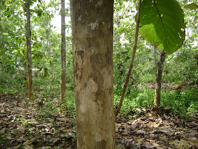 PENDANG 500 POKOK JATI  EMAS UNTUK DIJUAL