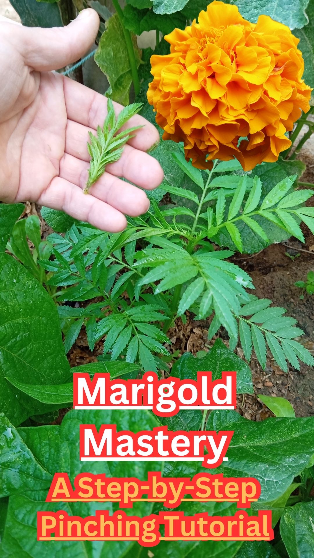 In this comprehensive guide, we will delve deep into the art of pinching marigolds, unveiling the secrets that professional gardeners have utilized for years. From identifying the perfect time to execute the technique with precision, we've got you covered every step of the way.