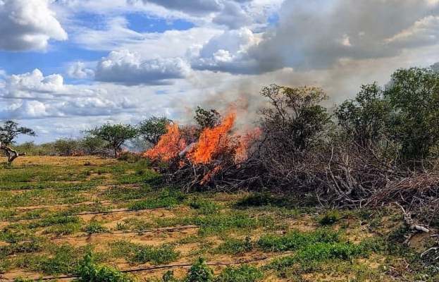 Trinta mil pés de maconha são erradicados em Campo Formoso-BA