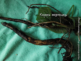 корень окопник, травы после ушиба, вывиха, перелома