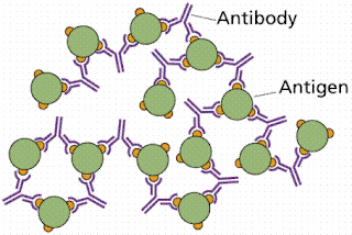 Perbedaan Antara Antigen dan Antibodi