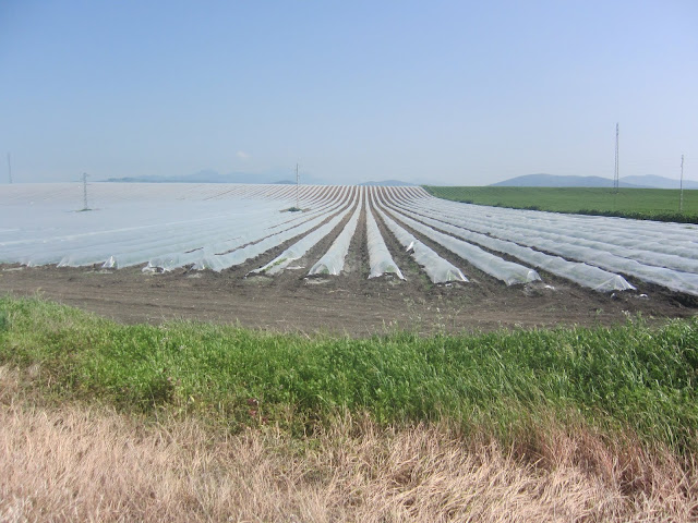 covered rows of plants