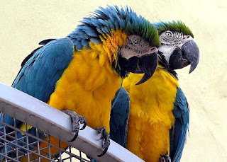 blue yellow macaw