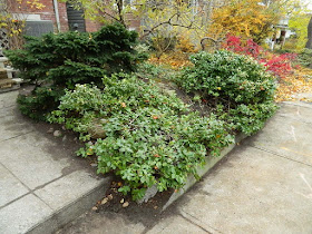 Riverdale Fall Cleanup Front Garden After by Paul Jung Gardening Services--a Toronto Organic Gardening Services Company