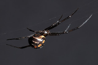 Black widow spiders, deadly, Arachnida, Fatal,images, pictures, wallpapers